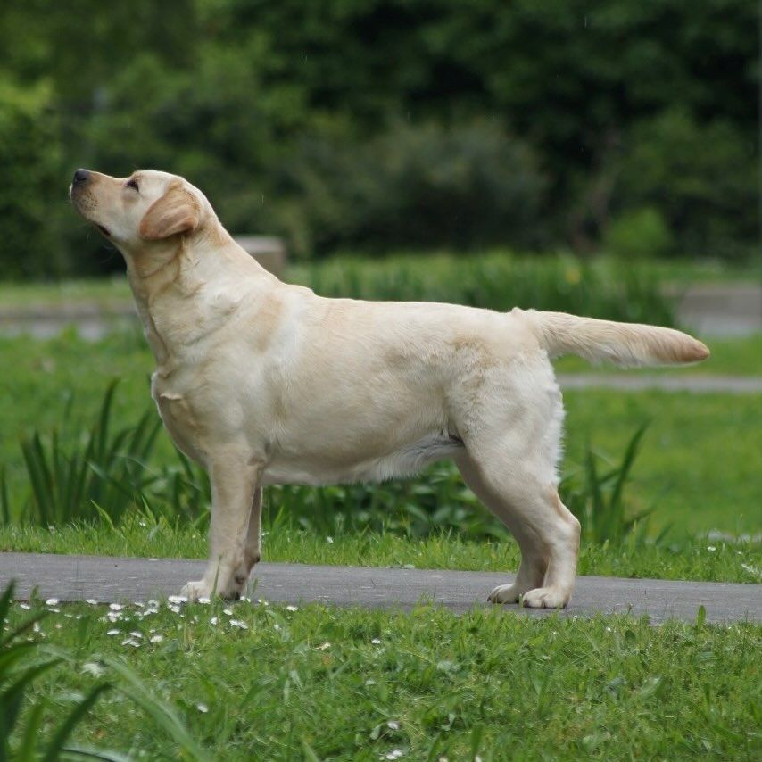 CH. U'kelly Des Iris De Grande Briere