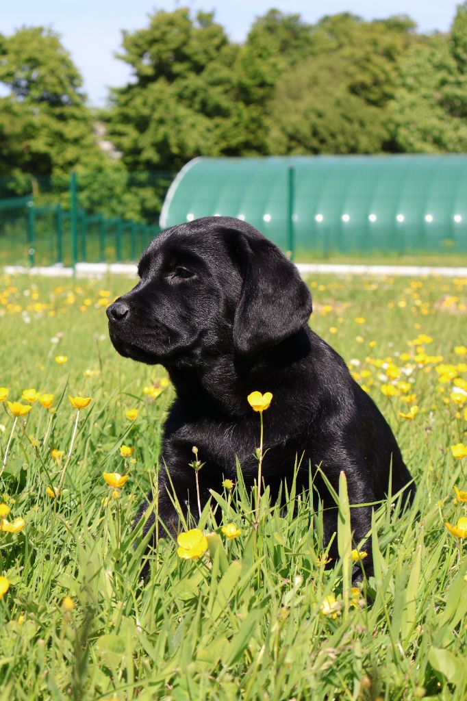 Chiots disponibles