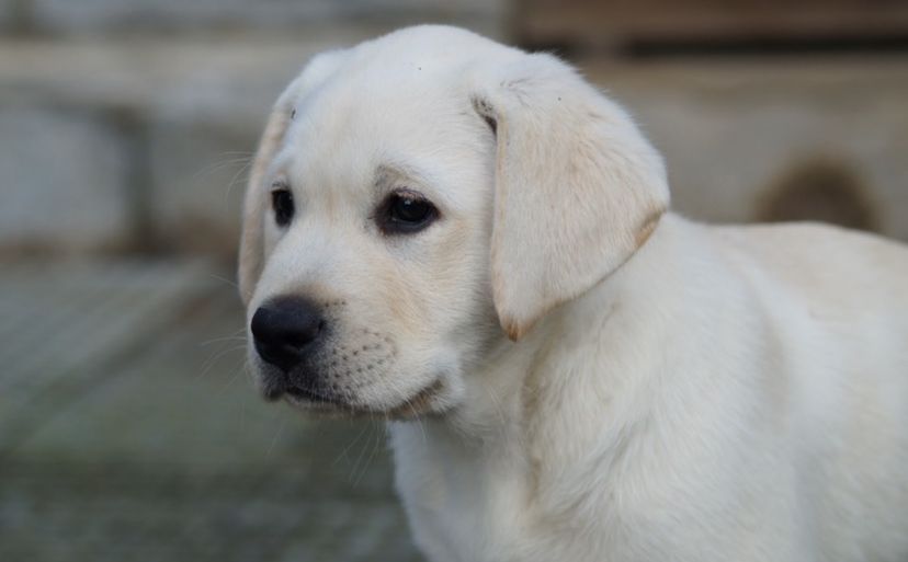 Des Collines D Armor Et D Argoat - Chiots disponibles - Labrador Retriever